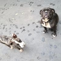 Vetco Vaccination Clinic ico