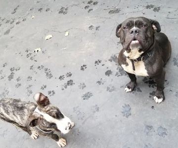 Vetco Vaccination Clinic