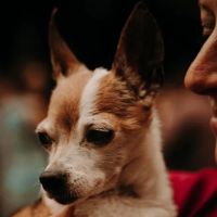 Animal Urgent Care ico