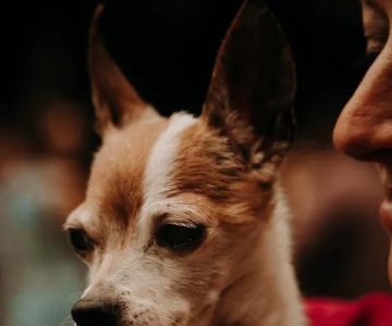 Animal Urgent Care