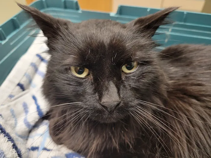 Animal Urgent Care 3