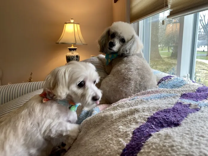 Pittsford Animal Hospital (of Pittsford) 2