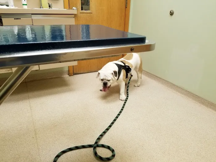 Pittsford Animal Hospital (of Pittsford) 1