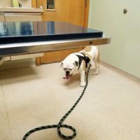 Pittsford Animal Hospital (of Pittsford) ico