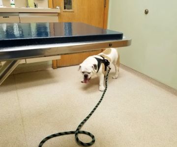 Pittsford Animal Hospital (of Pittsford)