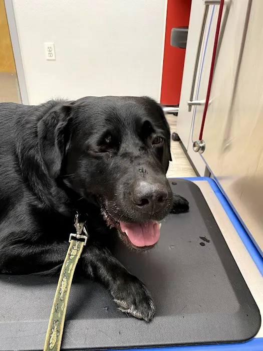 Pittsford Animal Hospital (of Pittsford) 10