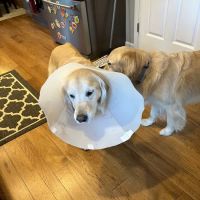 Suburban Animal Hospital ico