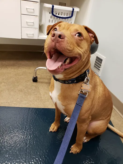 Suburban Animal Hospital 5