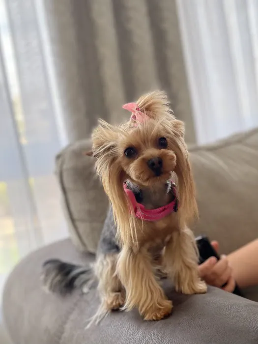 Pet Smiles 2