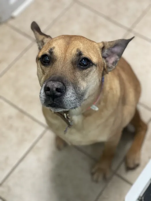 Pet Smiles 5
