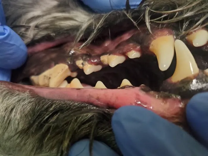 Pet Smiles 3