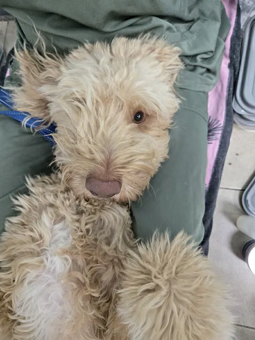 Pet Smiles 4