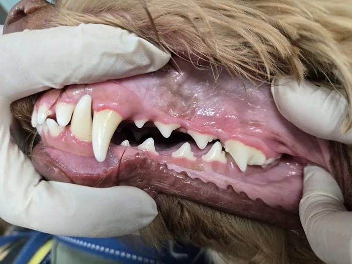 Pet Smiles 6