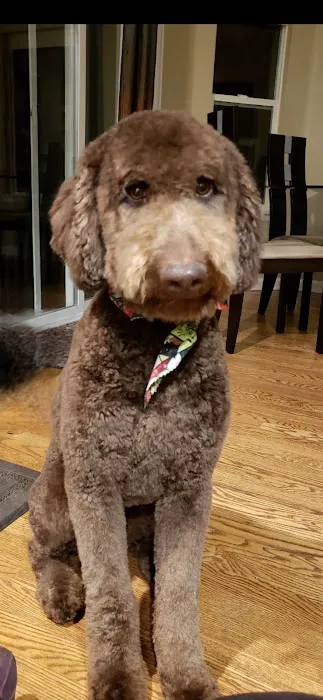 Pet Smiles 1