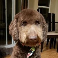 Pet Smiles ico