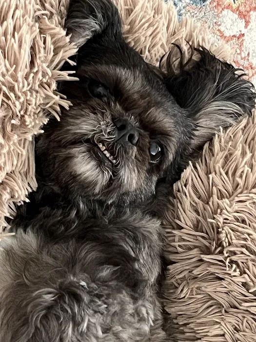 Pet Smiles 8