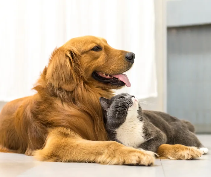Pet Smiles 9
