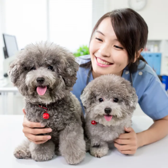 Pet Smiles 10