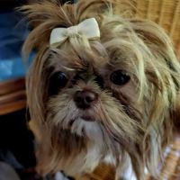 Grand Strand Animal Hospital ico