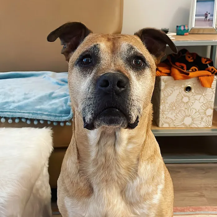 Grand Strand Animal Hospital 3