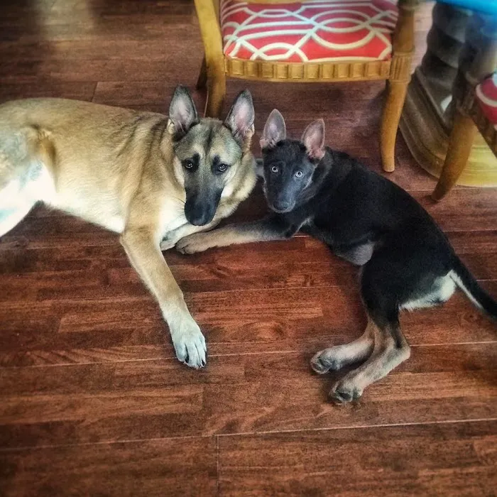Grand Strand Animal Hospital 9