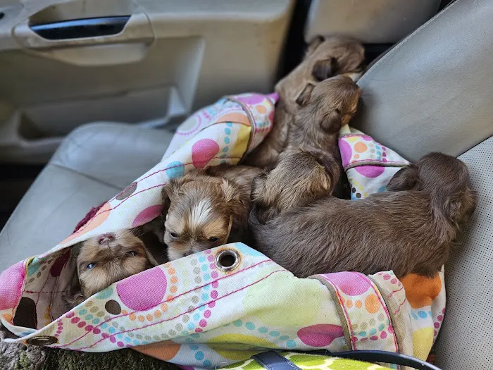 Grand Strand Animal Hospital 8