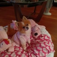 Veterinary Clinic of Myrtle Beach ico