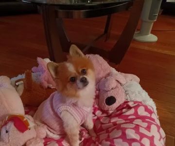 Veterinary Clinic of Myrtle Beach