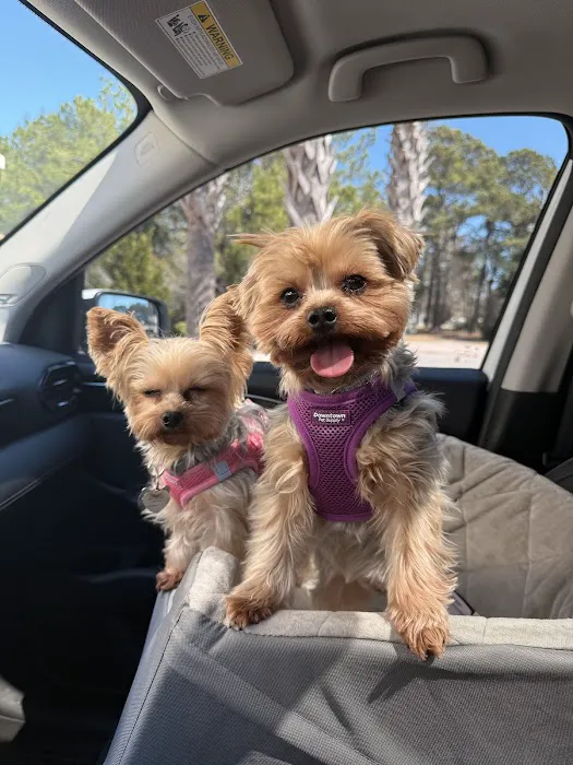 Veterinary Clinic of Myrtle Beach 3