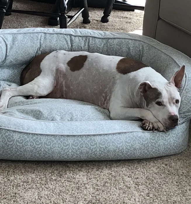 Myrtle Beach Animal Hospital 1
