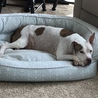 Myrtle Beach Animal Hospital ico