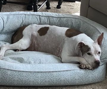 Myrtle Beach Animal Hospital