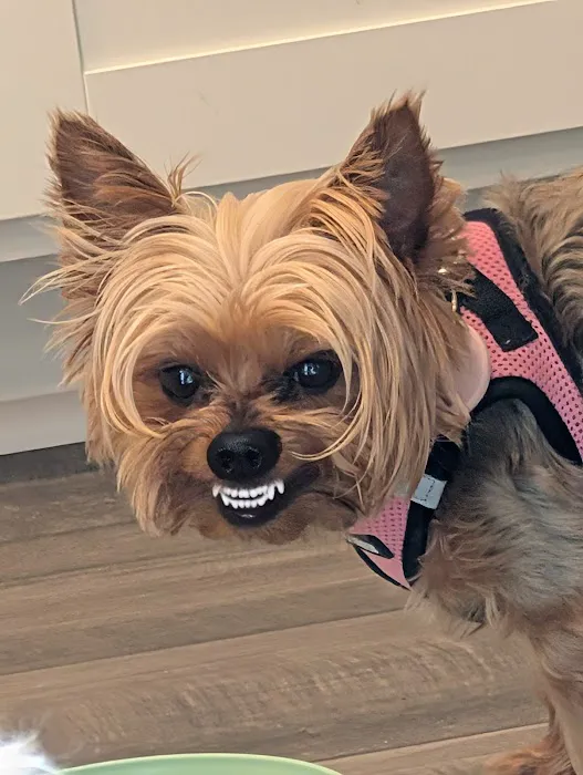 Myrtle Beach Animal Hospital 6