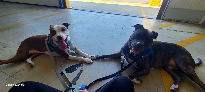 Myrtle Beach Animal Hospital 2