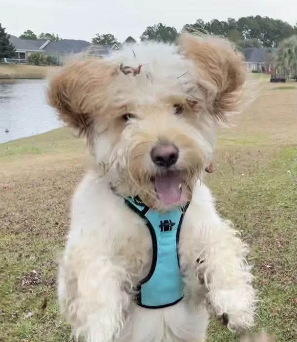 Myrtle Beach Animal Hospital 9