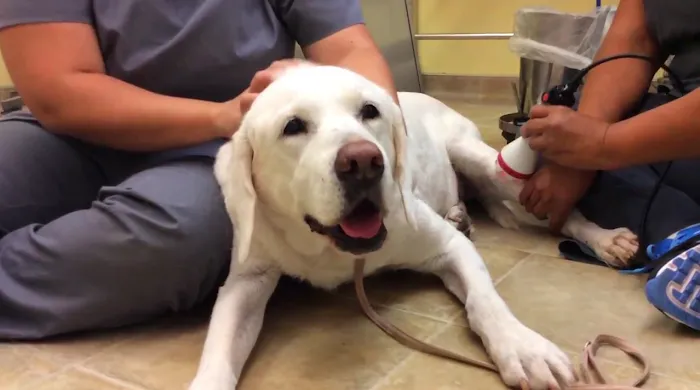 PrimePet Rehabilitation Therapy 10