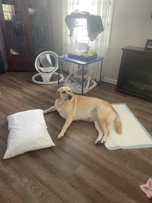 PrimePet Rehabilitation Therapy 3