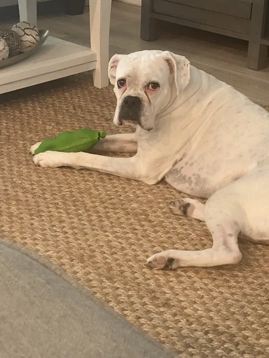 PrimePet Rehabilitation Therapy 1