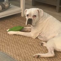 PrimePet Rehabilitation Therapy ico