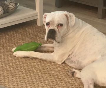 PrimePet Rehabilitation Therapy