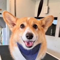 Carolina Forest Veterinary Hospital ico