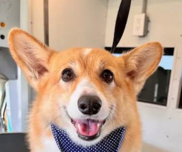 Carolina Forest Veterinary Hospital