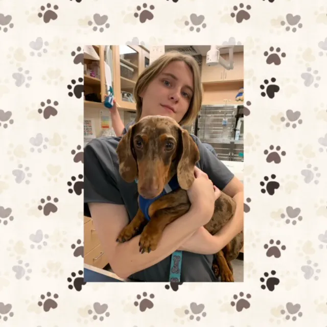 VCA Palmetto Animal Hospital 9
