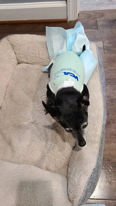 VCA Palmetto Animal Hospital 2