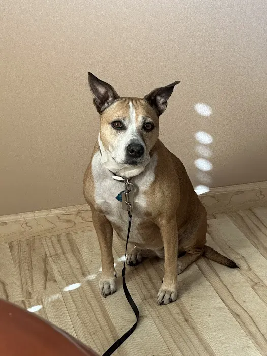 VCA Palmetto Animal Hospital 1