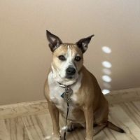 VCA Palmetto Animal Hospital ico