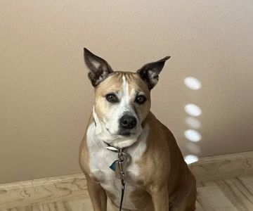 VCA Palmetto Animal Hospital