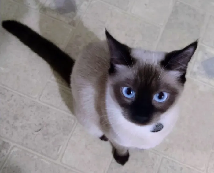 Luna Nera Cattery 5