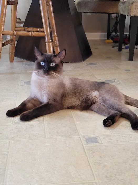 Luna Nera Cattery 6