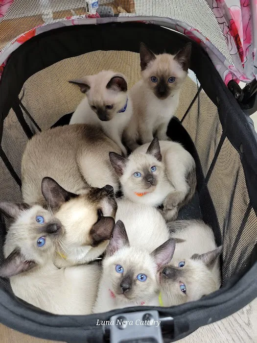 Luna Nera Cattery 7